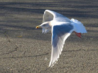 Glaucous-winged Gull - Picture taken at Lucchesi Park, Petaluma, California