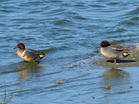 Green-winged Teal - Picture taken at Port Aransas, Texas