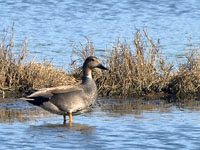 Gadwall - Picture taken at Novato, California