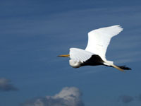 Great Egret - Picture taken at Corte Madera, California