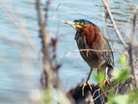 Green Heron - Picture taken at Las Gallinas Ponds, San Rafael, California