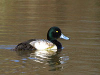 Greater Scaup - Picture taken at Olema Marsh - Point Reyes National Seashore, California