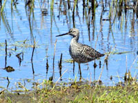 Greater Yellowlegs - Picture taken at Shollenberger Park, Petaluma, California