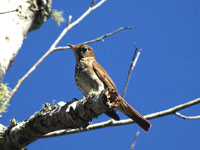 Hermit Thrush - Picture taken at Point Reyes National Seashore, California