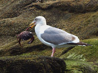 Herring Gull with Red-rock Crab - Picture taken at Bodega Bay, Petaluma, California