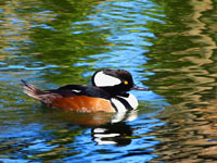 Hooded Merganser - Picture taken at Golden Gate Park - San Francisco, California