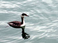 Horned Grebe - Picture taken at Bodega Bay, California