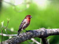House Finch - Picture taken at Elkin, North Carolina