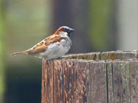 House Sparrow - Picture taken at Bodega Bay, California