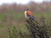 American Kestrel - Picture taken at Bodega, California