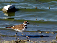 Killdeer - Picture taken at Las Gallinas Ponds, San Rafael, California
