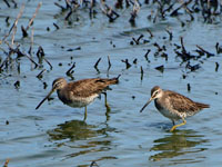 Long-billed Dowitcher - Picture taken at Las Gallinas Ponds, San Rafael, California