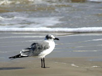 Laughing Gull - Picture taken at South Padre Island, Texas