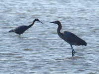 Little Blue Heron - Picture taken at Port Aransas, Texas