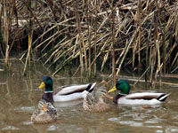 Mallards - Picture taken at Shollenberger Park, Petaluma, California