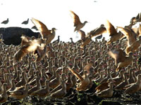 Marbled Godwits - Picture taken at Bodega Bay, California