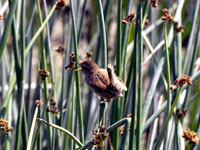 Marsh Wren - Picture taken at Shollenberger Park, Petaluma, California