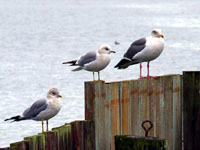 Mew Gulls with Western Gull - Picture taken at Bodega Bay, California