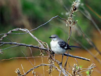 Northern Mockingbird - Picture taken at Elkin, North Carolina