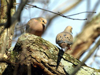 Mourning Dove - Picture taken at Elkin, North Carolina