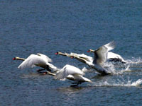 Mute Swan - Picture taken at Shollenberger Park, Petaluma, California
