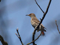 Northern Flicker - Picture taken at Petaluma, California