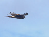 Northern Harrier- Picture taken at Shollenberger Park, Petaluma, California