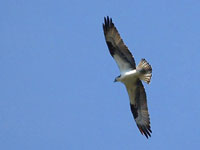 Osprey - Picture taken at Heart's Desire Beach - Tomales State Park, California