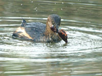 Pied-billed Grebe - Picture taken at Shollenberger Park, Petaluma, California