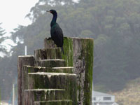 Pelagic Cormorant - Picture taken at Bodega Bay, California