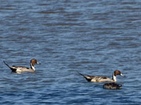Northern Pintail - Picture taken at Novato, California