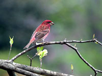 PurpleFinch - Picture taken at Elkin, North Carolina