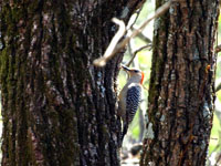 Red-bellied Woodpecker - Picture taken at Elkin, North Carolina