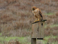 Red-shouldered Hawk (immature) - Picture taken at Shollenberger Park, Petaluma, California
