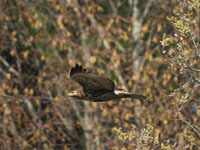 Red-tailed Hawk - Picture taken at Point Reyes National Seashore, California