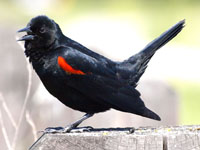 Red-winged Blackbird - Picture taken at Shollenberger Park, Petaluma, California