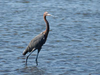 Reddish Egret - Picture taken at South Padre Island, Texas