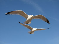 Ring-billed Gulls - Picture taken at Lucchesi Park, Petaluma, California