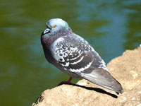 Rock Pigeon - Picture taken at Golden Gate Park, San Francisco, California