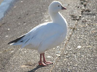 Ross's Goose - Picture taken at Lucchesi Park, Petaluma, California
