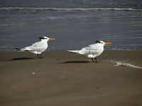 Royal Terns - Picture taken at South Padre Island, Texas