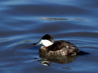 Ruddy Duck - Picture taken at Lucchesi Park, Petaluma, California