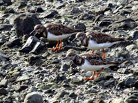 Ruddy Turnstones - Picture taken at Bodega Bay, California