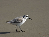 Sanderling - Picture taken at South Padre Island, Texas