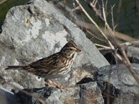 Savannah Sparrow - Picture taken at Las Gallinas Ponds, San Rafael, California