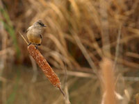 Say's Phoebe - Picture taken at Shollenberger Park, Petaluma, California