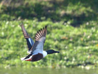 Northern Shoveler - Picture taken at Novato, California