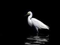 Snowy Egret - Picture taken at Bodega Bay, California