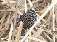 Song Sparrow - Picture taken at Shollenberger Park, Petaluma, California