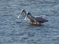 Roseate Spoonbills - Picture taken at South Padre Island, Texas
